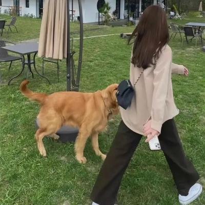 狮子护卫队第一季
